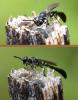 Trypoxylon scutatum